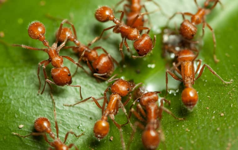 fire-ants-in-florida.jpg