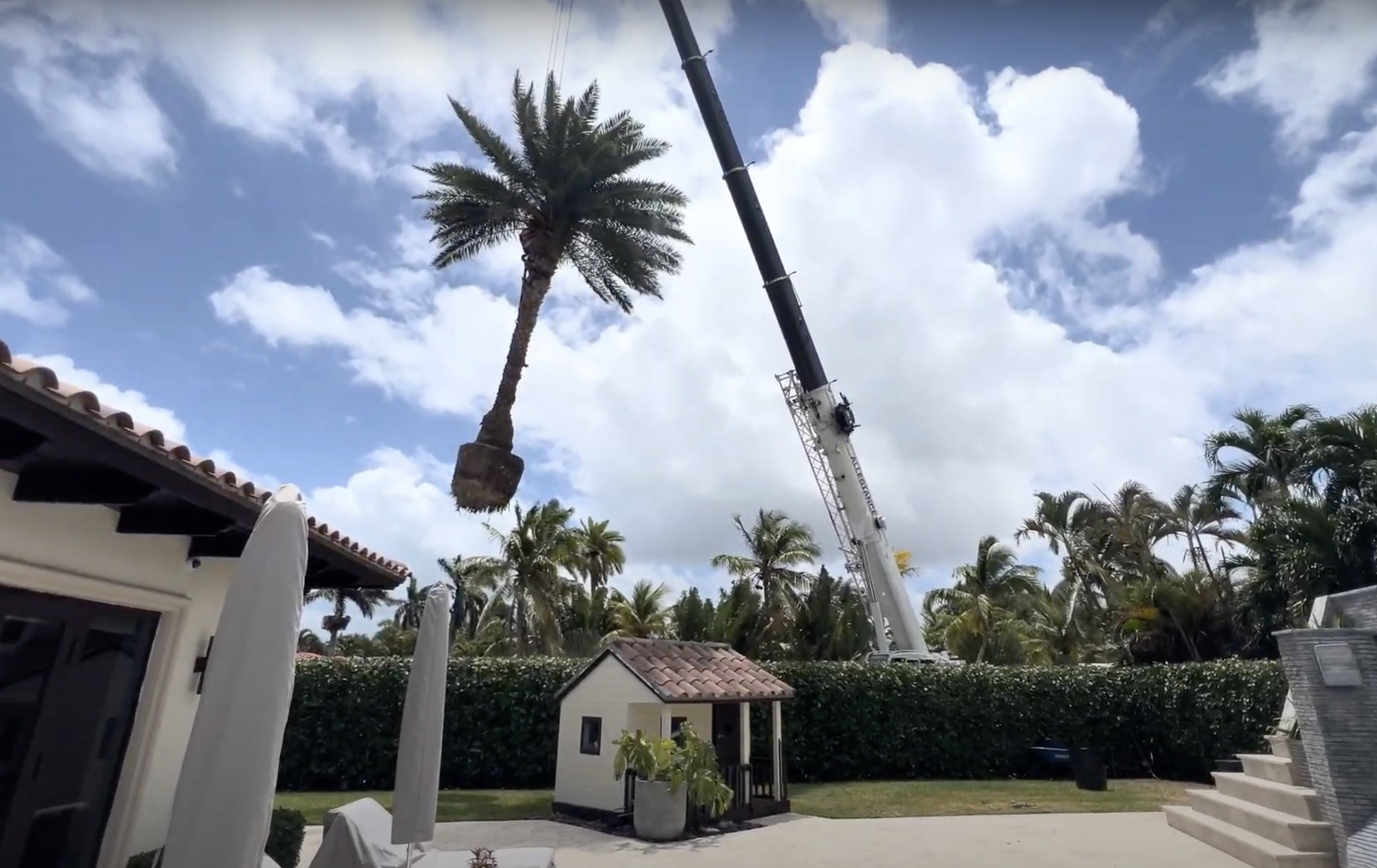 Best Time to Plant Palm Trees: Seasonal Guide - Angler Lawn & Landscape